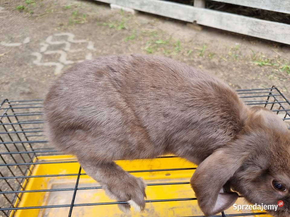 Baran francuski Wola Rębkowska