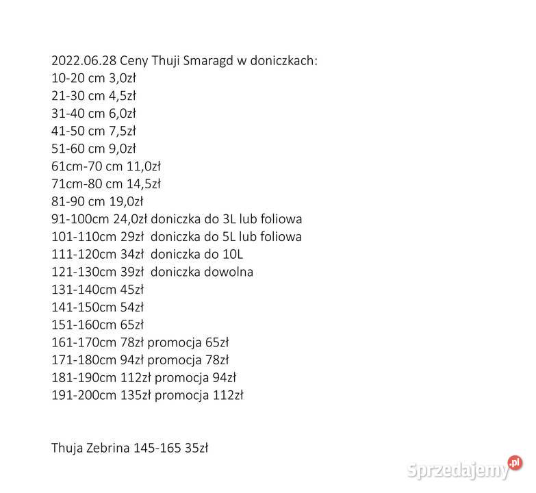 Tuja Szmaragd 101 110 w doniczkach thuje Siewierz