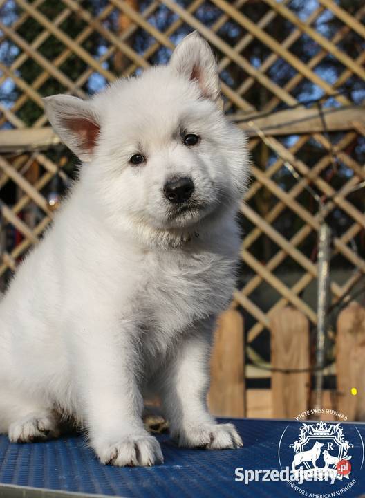 Biały Owczarek Szwajcarski FCIZKwP sprzedam
