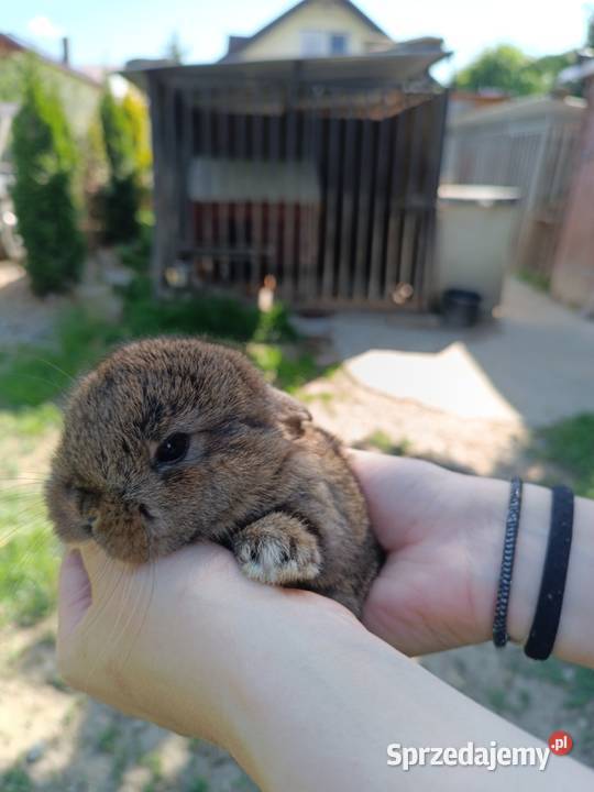 Króliczki Mini Lop Jaśliska