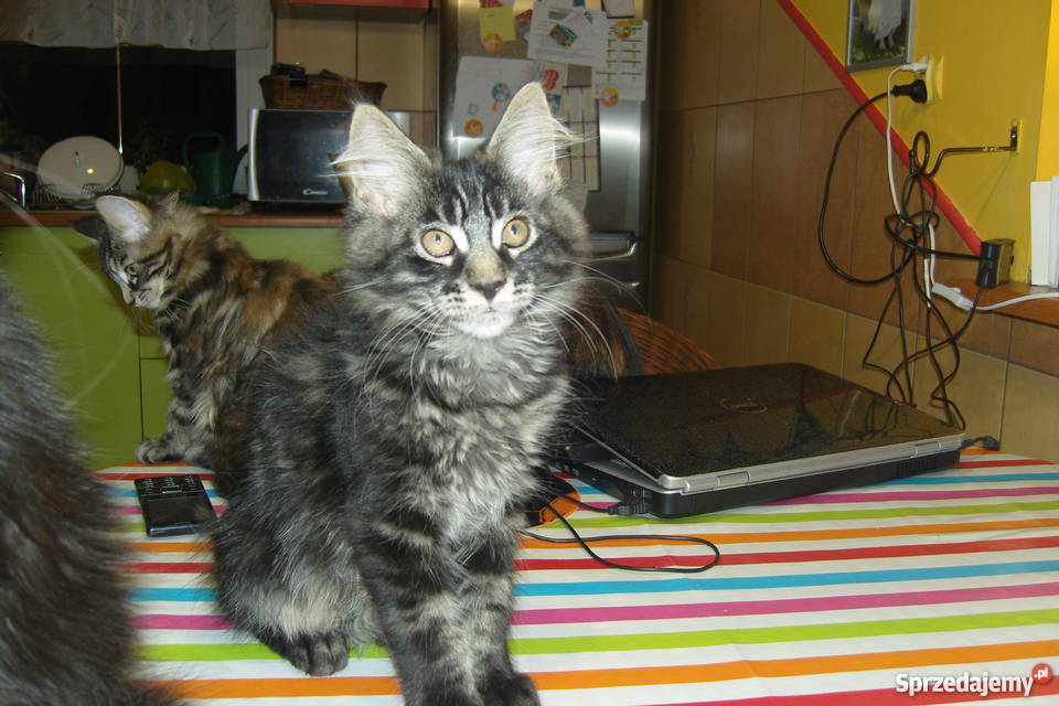 Pręgowany kocurek Maine Coon łódzkie Aleksandrów Łódzki sprzedam