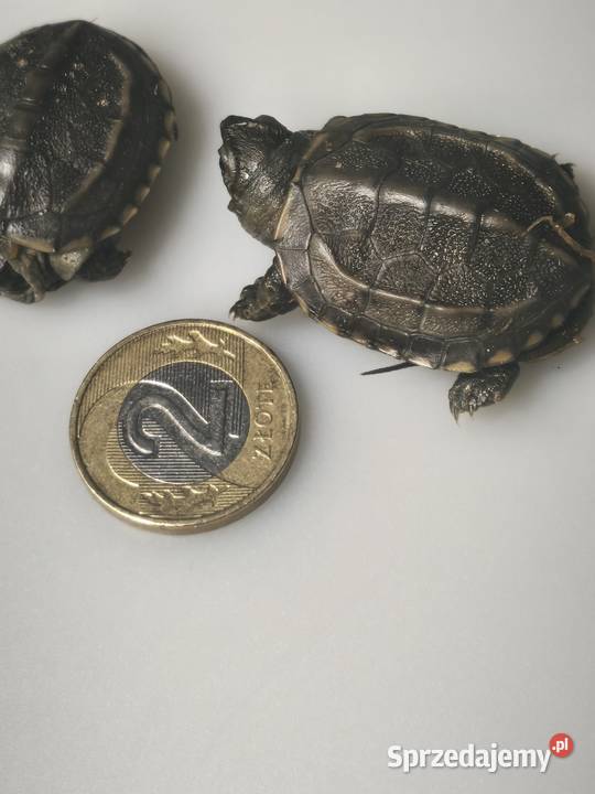 Żółw chiński I Inne odmiany żółwi wodno lądowych Wałbrzych