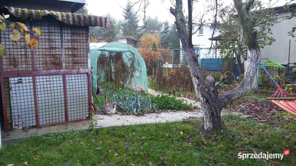 Działka ROD Złgotowska II z altaną szambo Sprzedaż Poznań