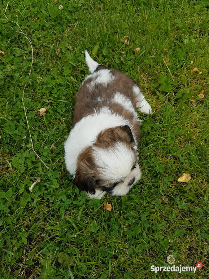 Shih tzu 3 suczki 1 pies Psy Busko-Zdrój sprzedam