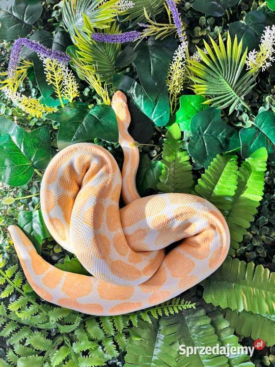 Pyton Królewski ALBINO Duże Terrarium MDF Gady i płazy Płock sprzedam