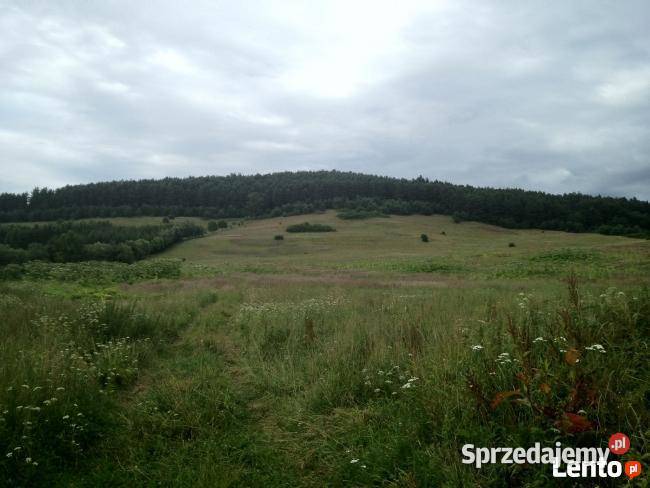 Bieszczady grunt sprzedam Sprzedaż Liskowate