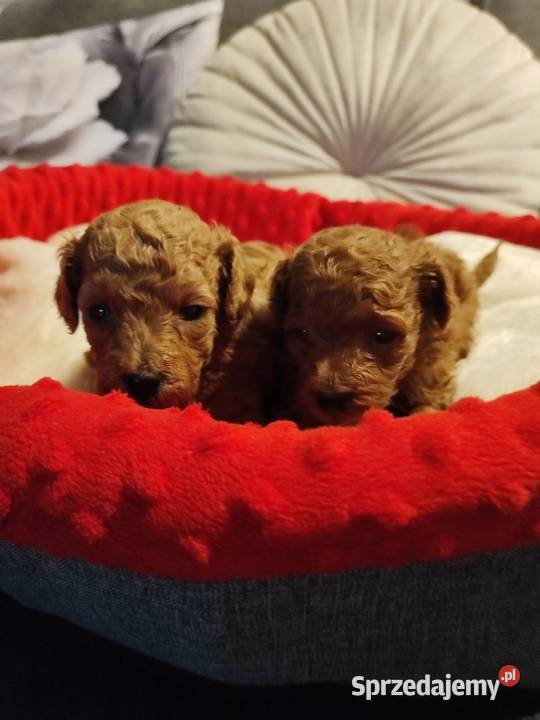 Pudelki malutkie toy 16 marca odbior dolnośląskie Bolesławiec