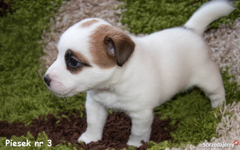 Szczeniaki Jack Russell Terrier FCI Rodowód ZKwP Ostrów Wielkopolski sprzedam