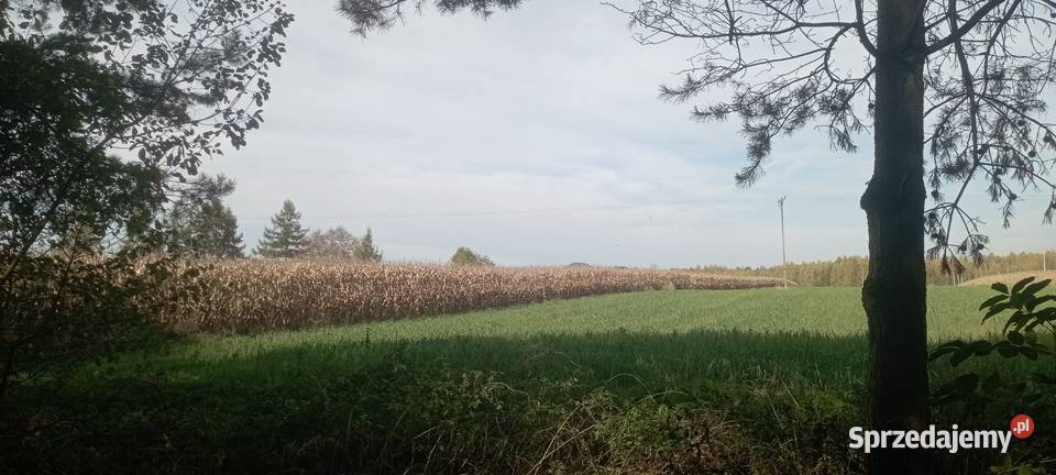 Działka budowlana 750 m Międzyrzecze Przeczna sprzedam