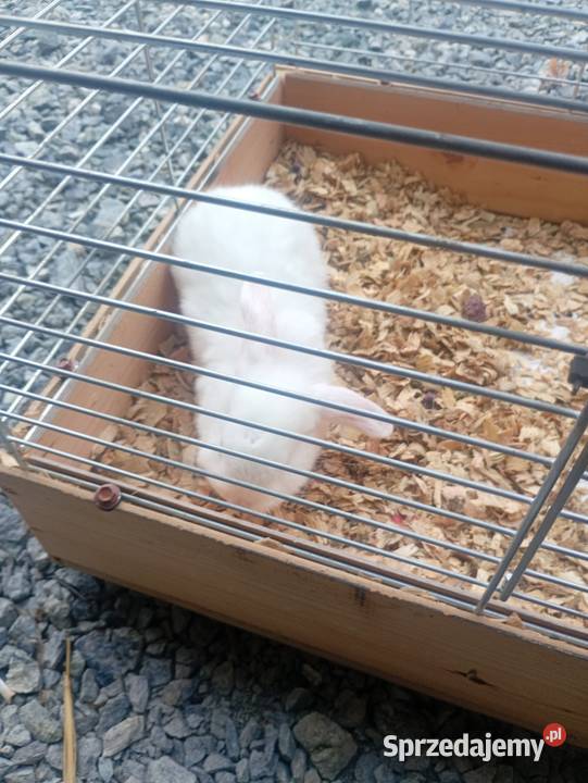 Króliki miniaturki Króliki Rolnictwo Wrzesiny