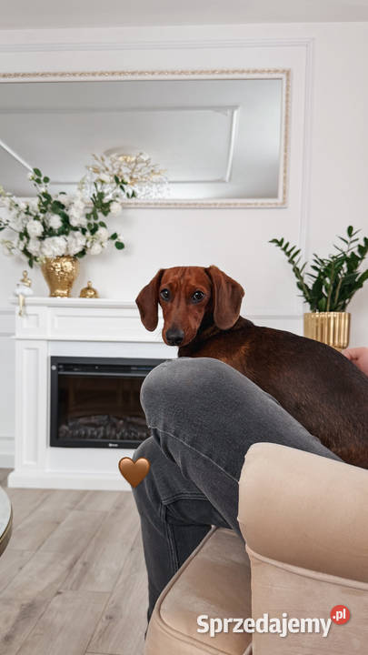 Piękne Jamniczki miniaturki rude Kraków