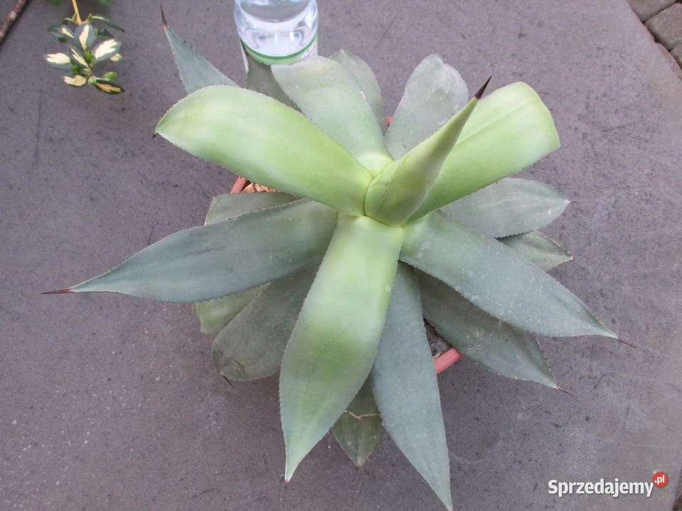 Agave chiapensis odhodowana ponad 10letnia agawa Kraków