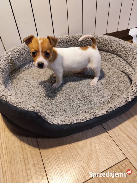 Jack Russell terrier Piątek