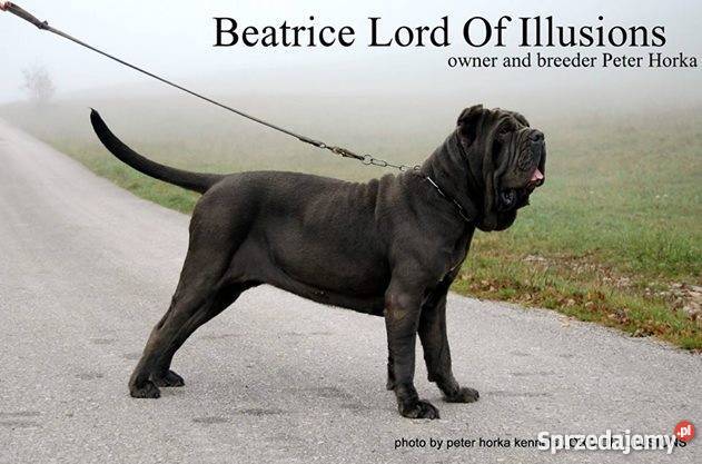 Mastino Napoletano Mastif neapoletanski Psy Raczkowa