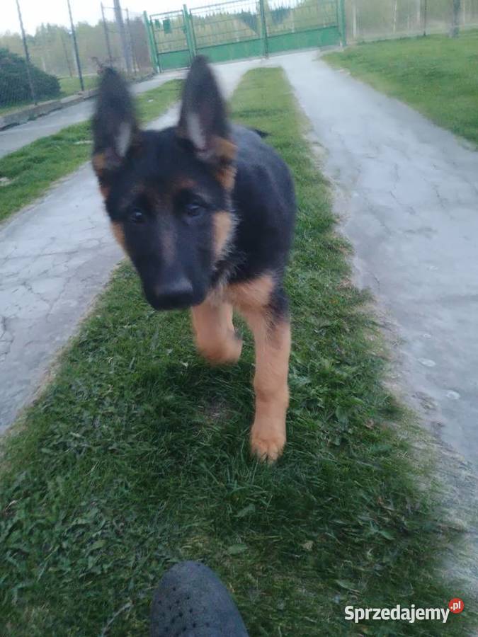 Owczarek niemiecki Wola Pieczyska sprzedam