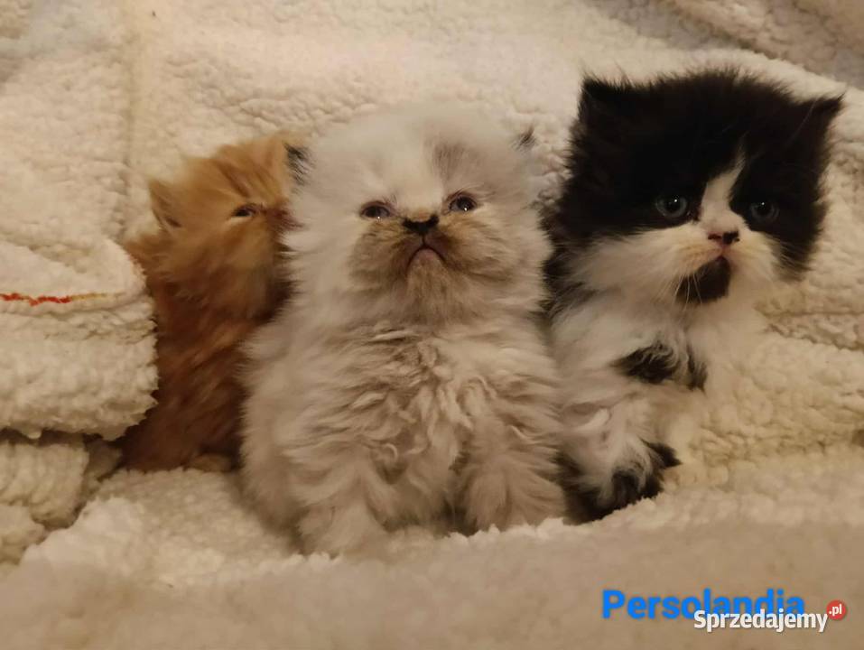 Koty perskie pers persy perski Perski Jedlicze