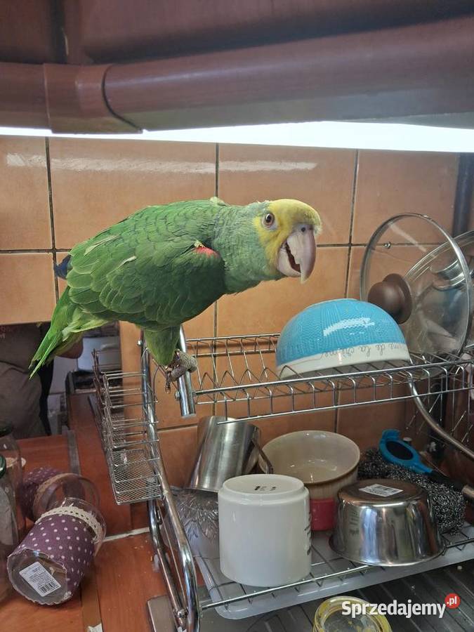 Amazonka żółtogardła Ptaki świętokrzyskie Sandomierz