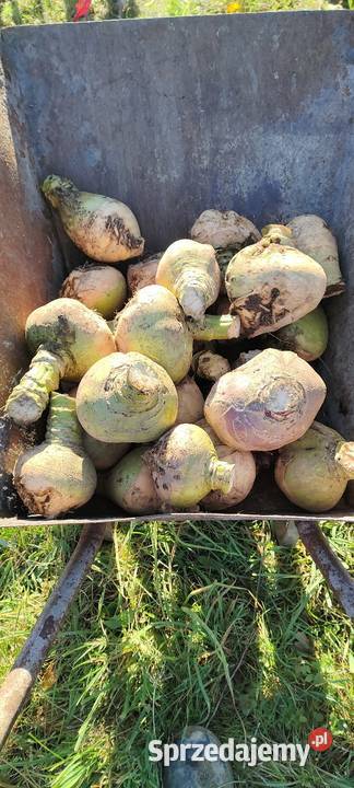 Brukiew jadalna ekologiczna sprzedam