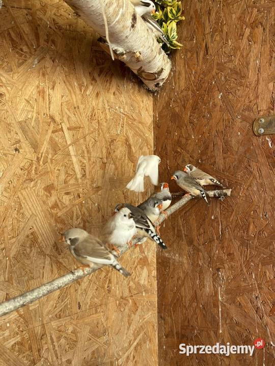 Sprzedam zeberki Mechlin