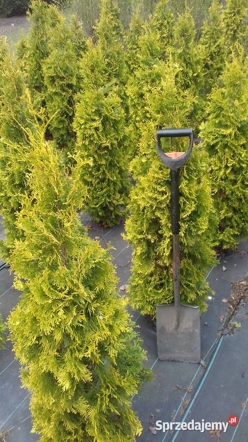 Sprzedam tuja złota szmaragd łódzkie Poddębice