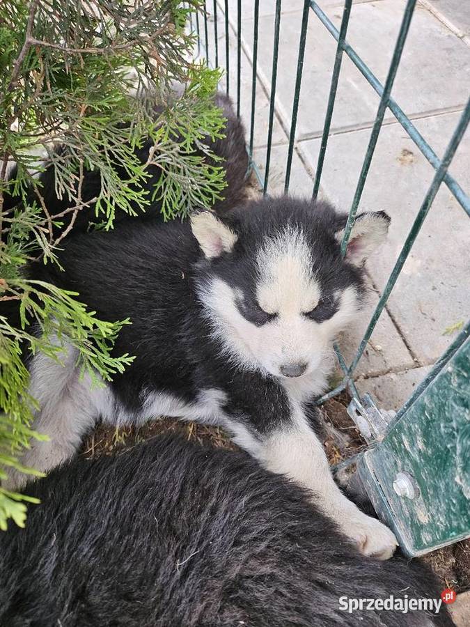 Haski syberyjski Husky Puławy