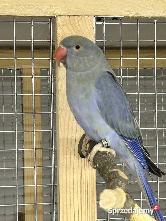 Aleksandretty Obrożne z DNA Luborzyca sprzedam