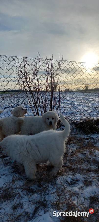 Owczarek podhalański szczeniaki Michów sprzedam