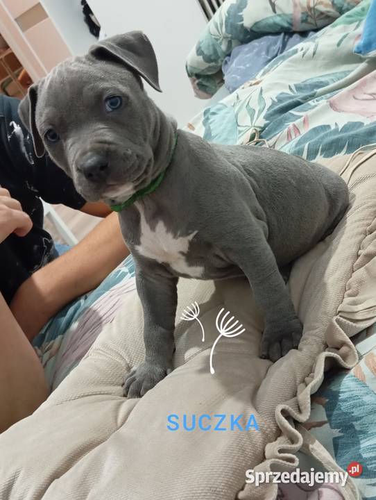 American Staffordshiere Terrier Poznań sprzedam