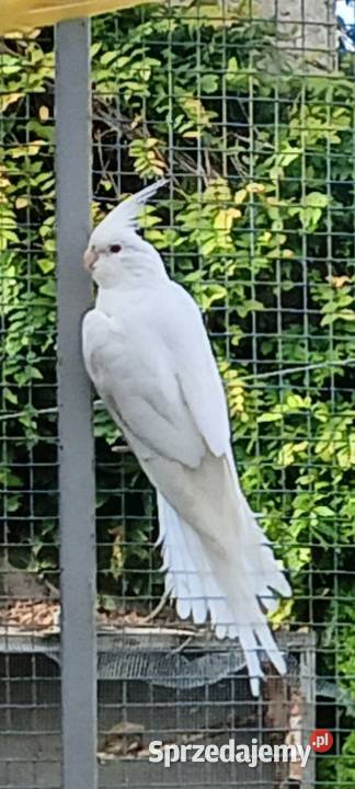 Falista pupil domowy