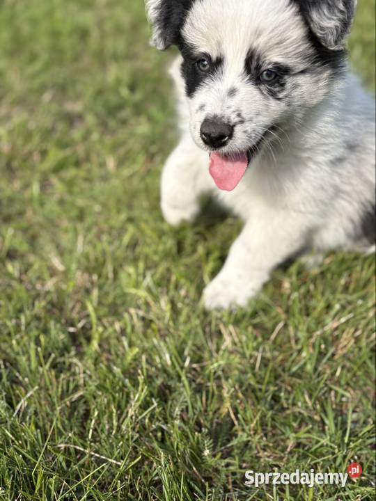 Border Collie Red Merle piesek łódzkie Pajęczno