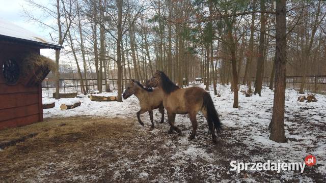 konik polski sprzedam klacz Orońsko