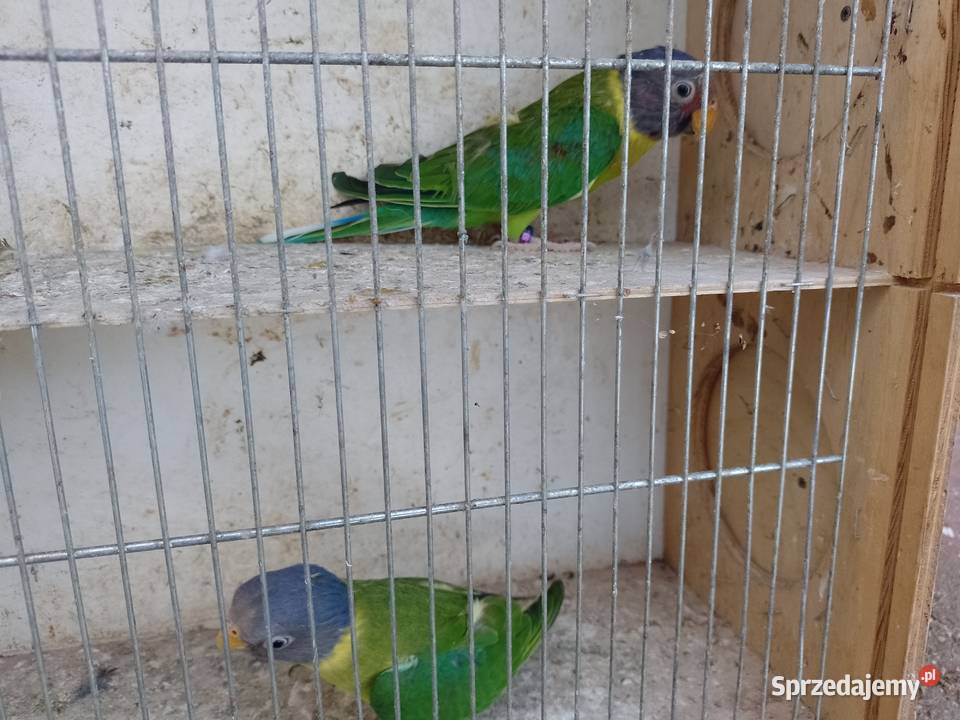 Aleksandretty Sliwoglowa małopolskie Bochnia