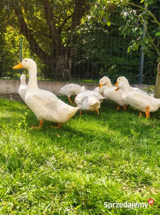 Kaczki z chów przydomowy żywione na trawie i kujawsko-pomorskie