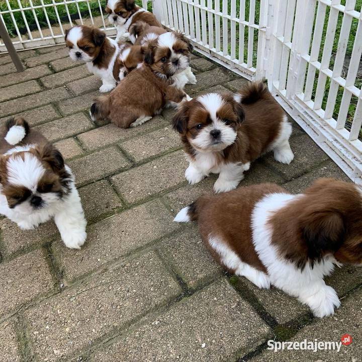 Szczeniaczek SHIH-TZU tricolor.