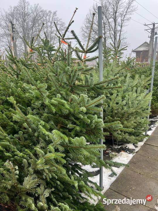 Jodła Kaukaska cięta Choinka na Święta Możliwość Iglaste dolnośląskie Długołęka sprzedam