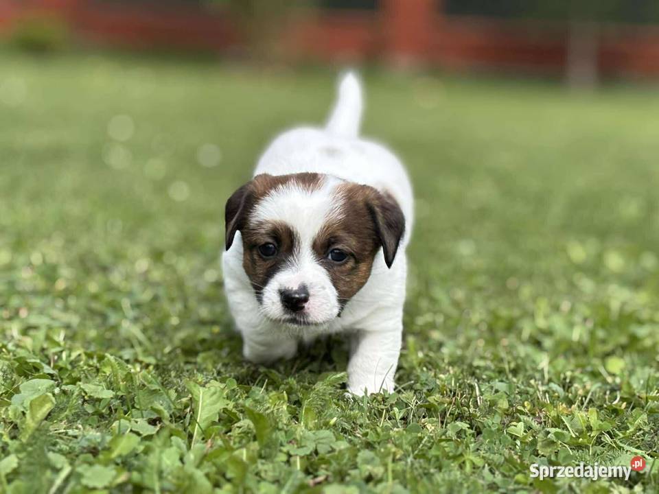 Szczenięta ZKwP FCI Jack Russell Terrier Osobnica sprzedam