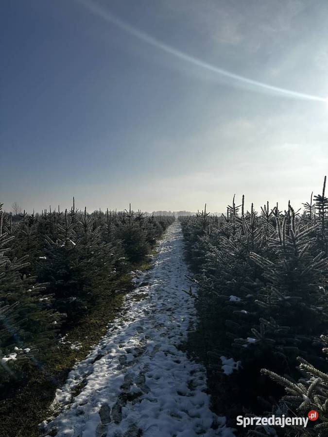 Choinka świerk srebrny Brzeziny sprzedam