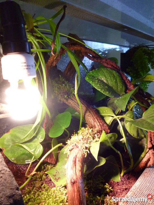 Para scynkow krokodylowych tribolonotus gracilis Wejherowo sprzedam