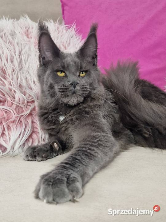 Rezerwacja Maine Coon Kcynia