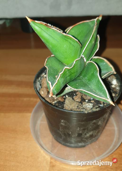 Sansewieria samuraj najprawdopodobniej mazowieckie Warszawa sprzedam