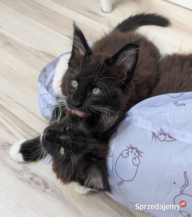 Słodkie kociaki Maine Coon Maine Coon Wrocław
