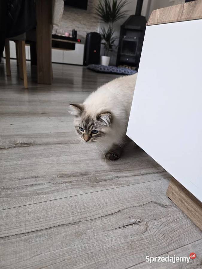 Piękny kocurek Ragdoll Czarna Woda