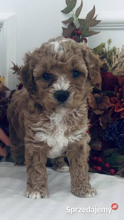 Urocze Maltipoo Pozostałe Czudec
