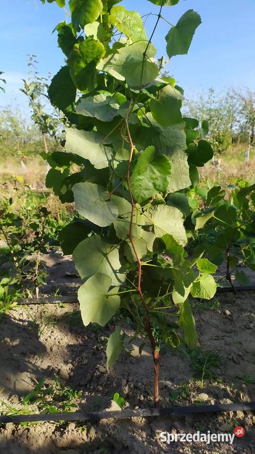 Piękne Sadzonki Winorośli Odmiana Swedson Red Chynów
