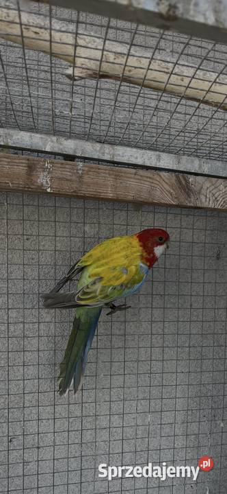 Rozelle białolice Sośnicowice