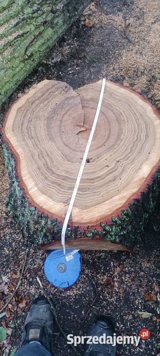 Krążki z drewna dębu Siemkowice