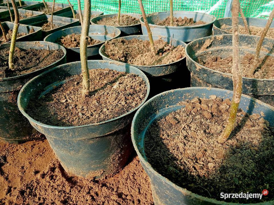 Drzewa tlenowe paulownia sadzonki Sochaczew