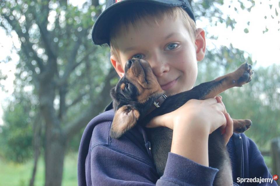 Gończe polski i czekoladowe Czarnolas sprzedam