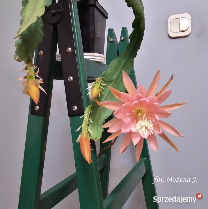 Epiphyllum epifilum kaktus NOWOŚĆ w Polsce