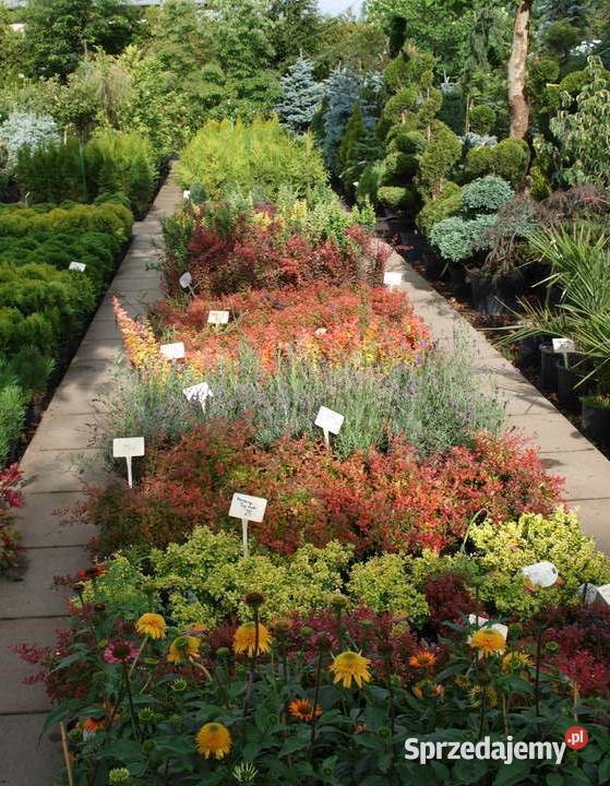 Cis pospolity Wojtek wąska zielona kolumna Osiny wielkopolskie Kępno